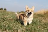 CORGI PEMBROKE 135